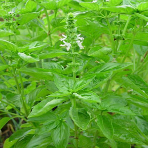 http://mplant.persiangig.com/image/Ocimum_basilicum_plant.jpg